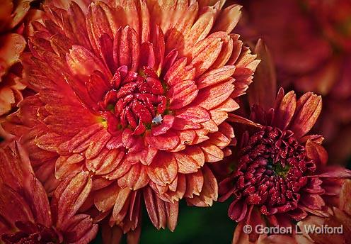 Red Flowers Closeup_25951-8.jpg - Photographed at Smiths Falls, Ontario, Canada.